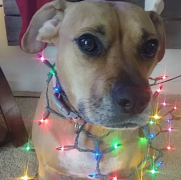 Meet your Posher, Shawna - Picture 2 of 4